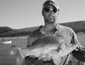 This 52cm golden perch caught at Blowering Dam had the author confused. Goldens don’t have forked tails, do they?
